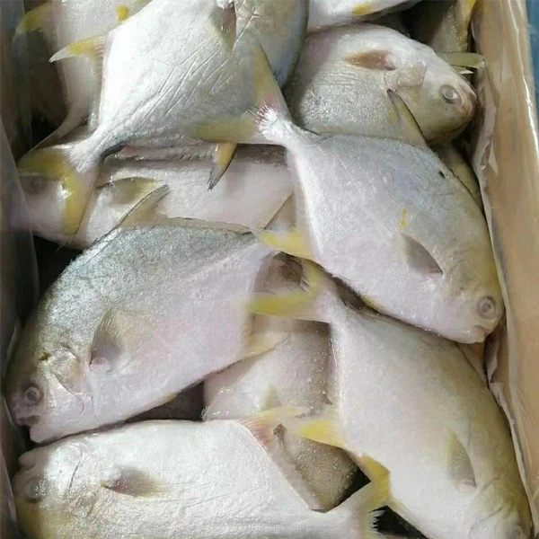 Frozen Golden Pomfret