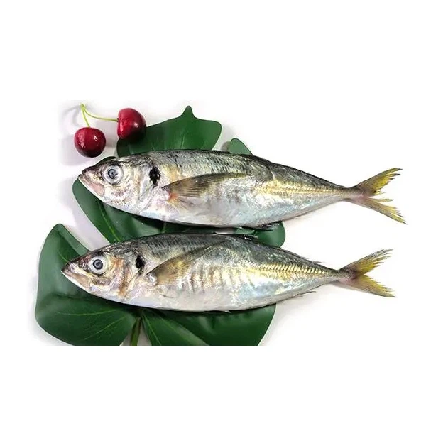 Frozen Horse Mackerel