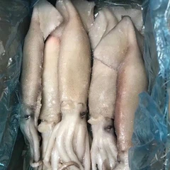 Gefrorener Tintenfisch