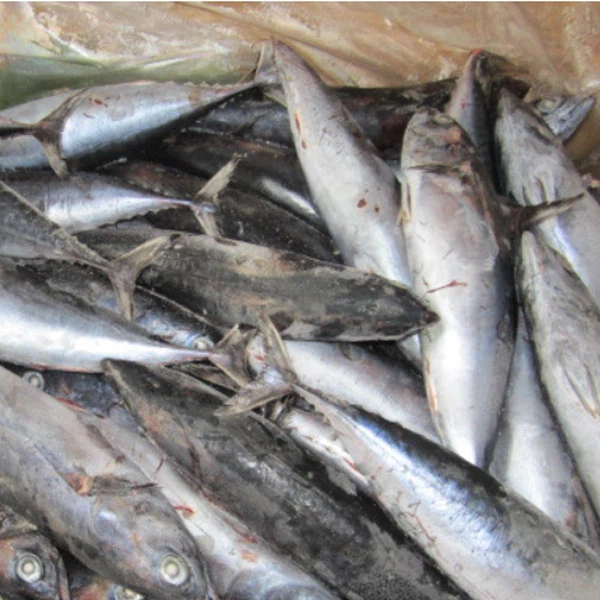 Frozen Bonito Skipjack Tuna