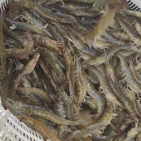 Seafood Spanish Shirmps